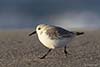 Sanderling